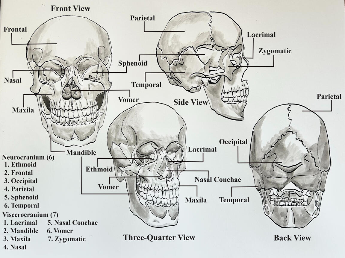 Skull Studies