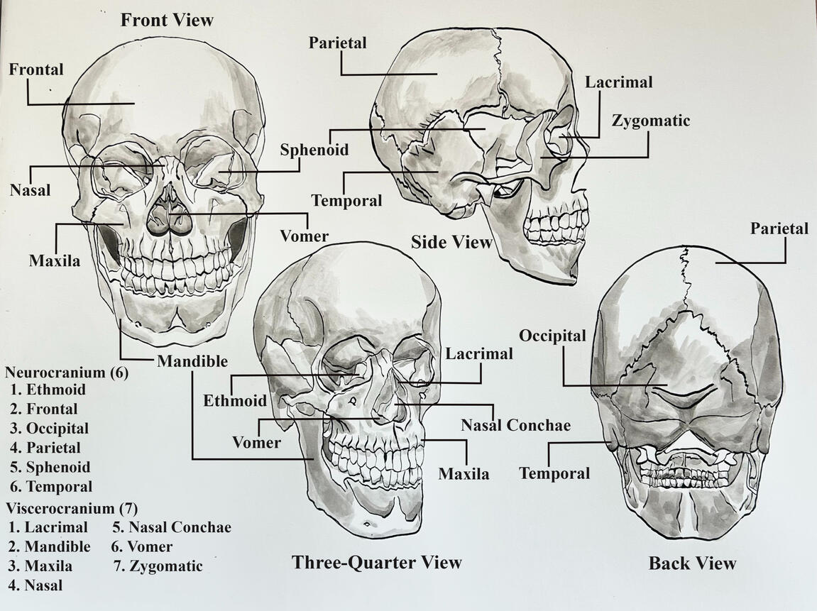 Skull Studies