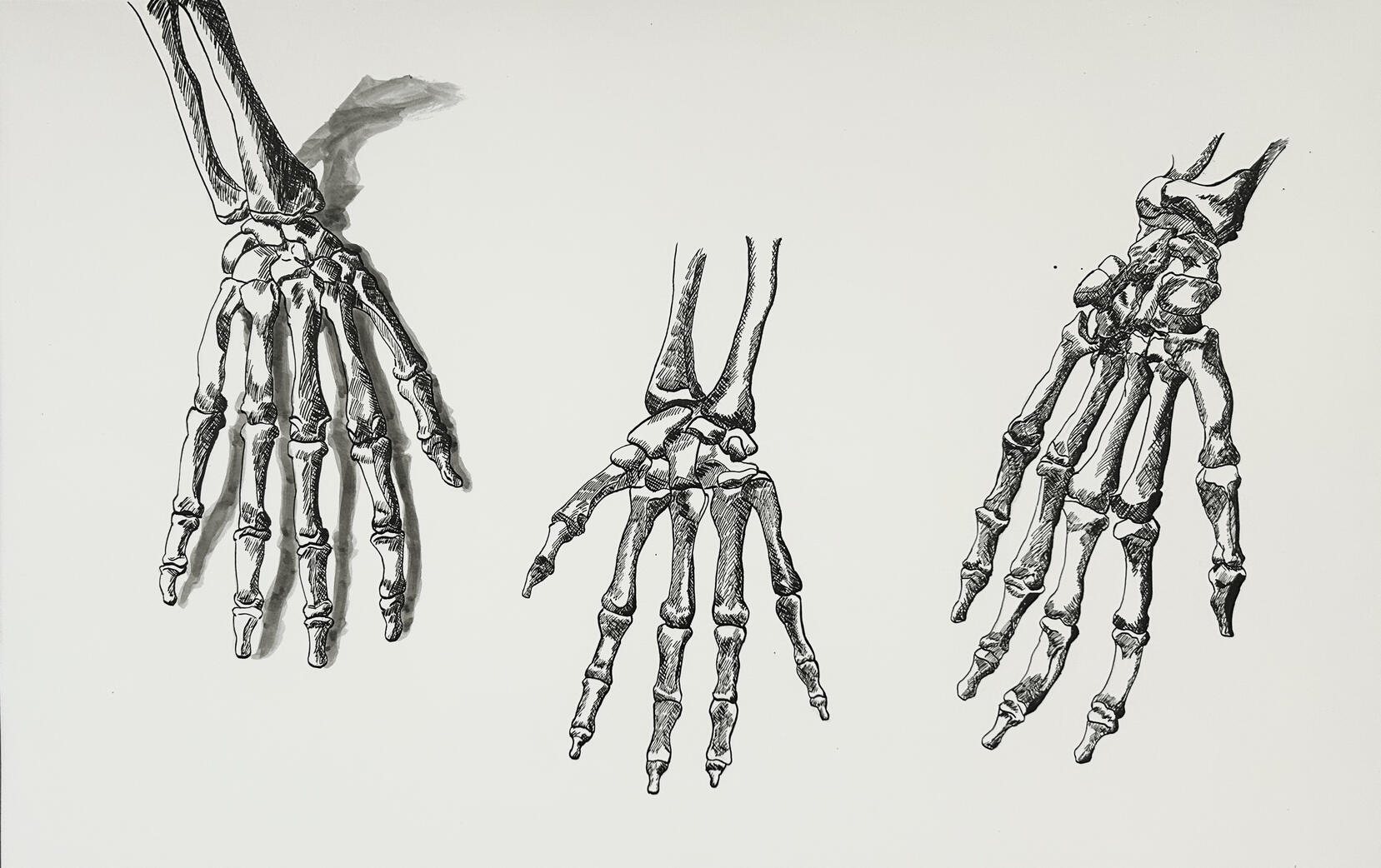 Skeleton Hands Study